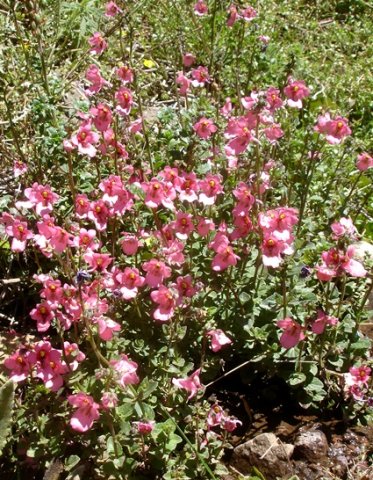 Diascia anastrepta in full bloom